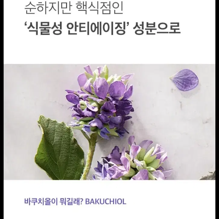 참존 바쿠치올 워터랩 텐션 탄력 크림 50ml 새상품