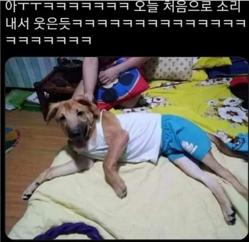 새제품 | 귀한자식 강아지 메리야스 내복