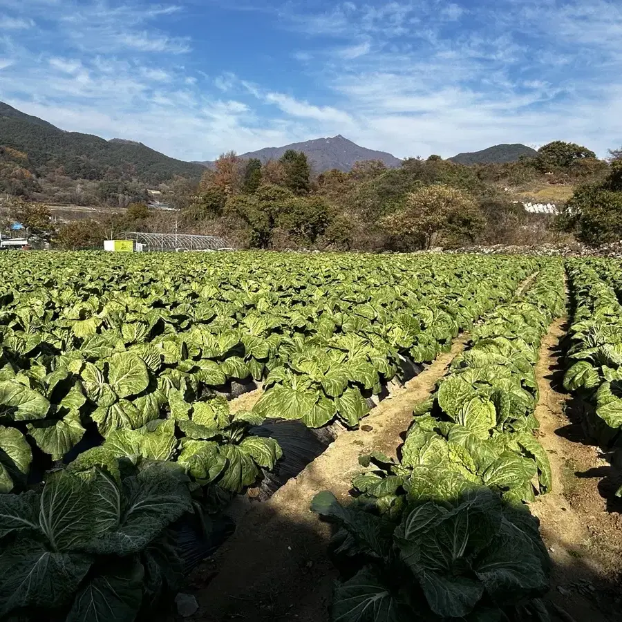 절임배추