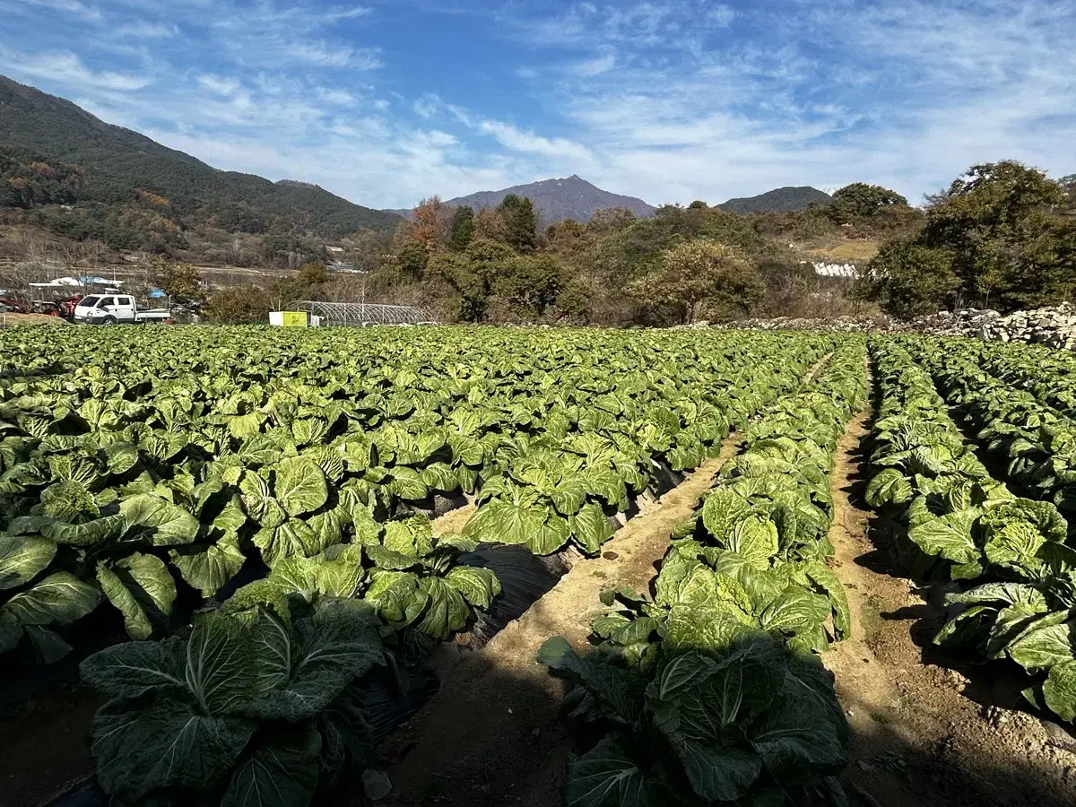 절임배추