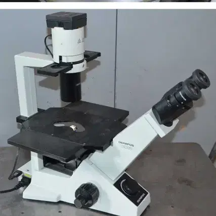 도립현미경 Olympus CKX31 Inverted Microscope