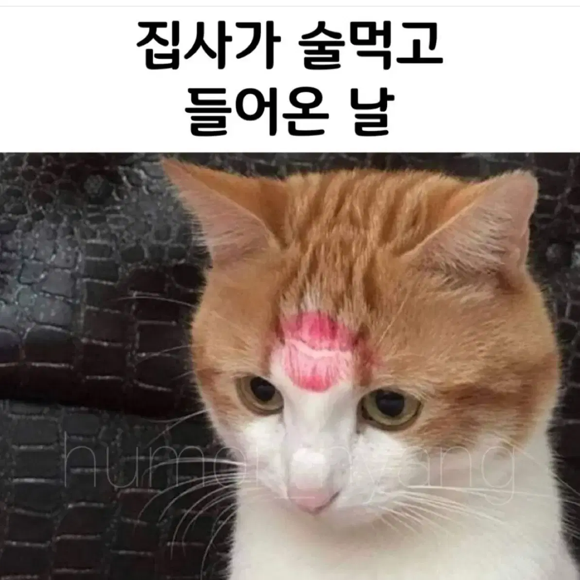 간호사 필통 요약집 구해용