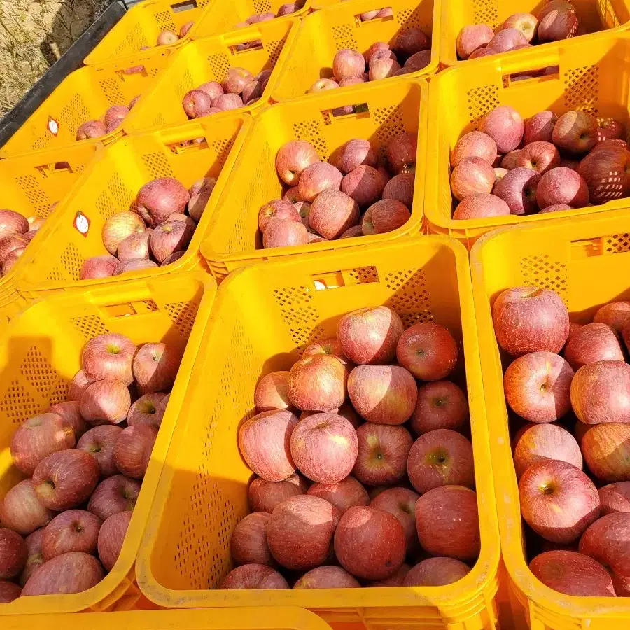 (산지직송) 햇부사 판매합니다 맛보장