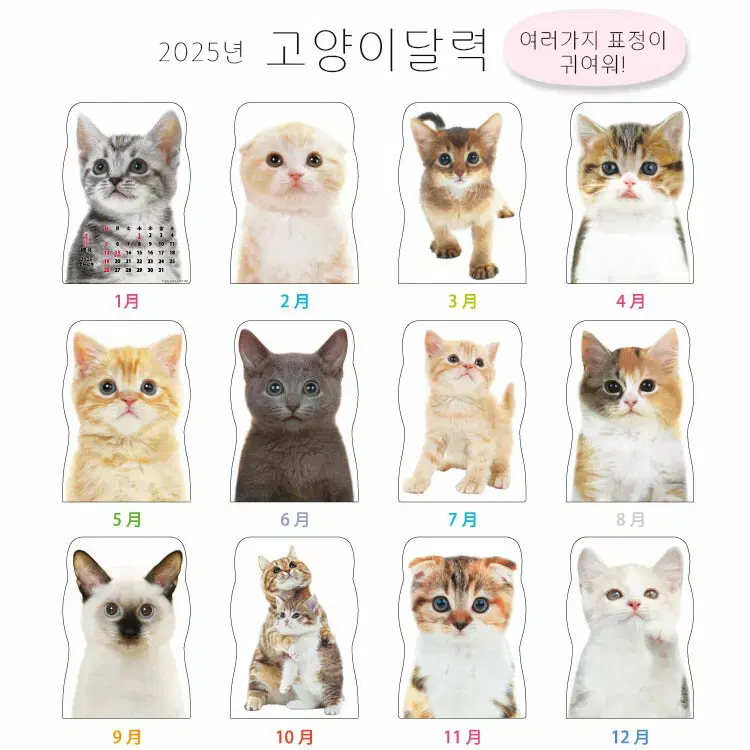 2025년 고양이 달력