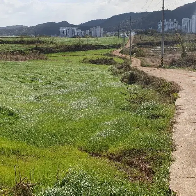 전남 무안읍 토지 매매합니다.