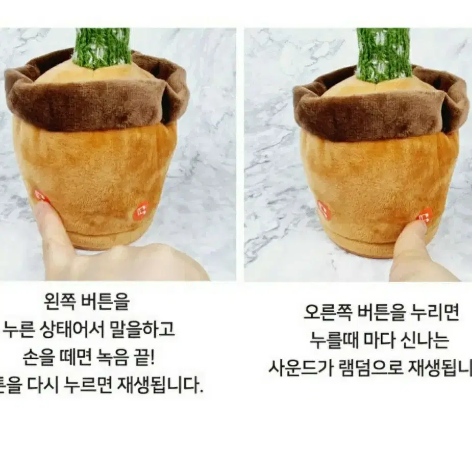 춤추고 말따라하는 선인장