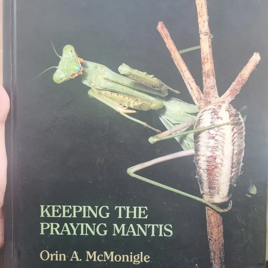 keeping the praying mantis