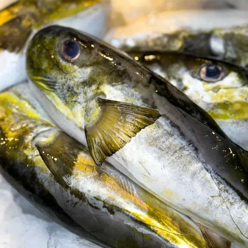 국내산 동해안 밀복 은복 복어 껍질 손질 2kg 복어맛집 복지리 효능