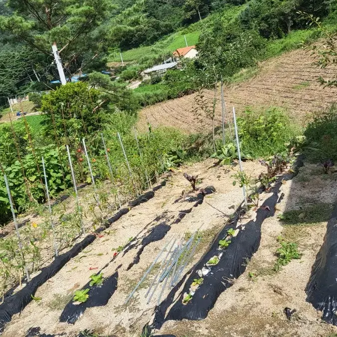 한옥집 급매매