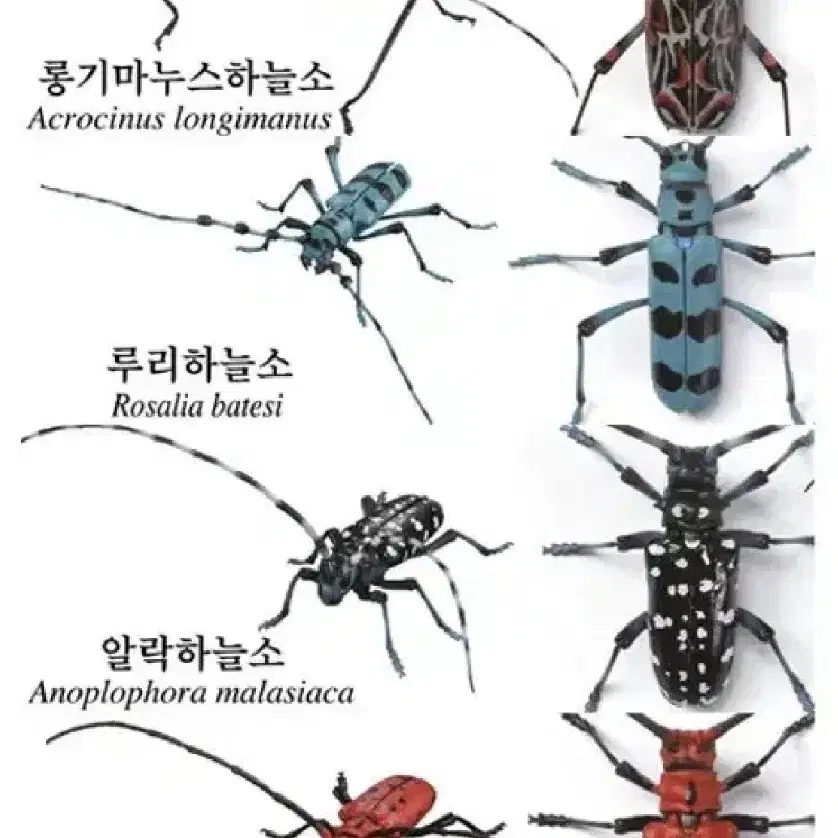 반다이 생물 대도감 어드벤스 하늘소 피규어 프라모델 곤충 장난감 미개봉