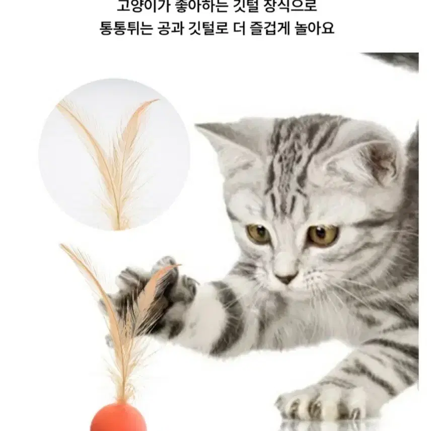 고양이 깃털 탱탱 공