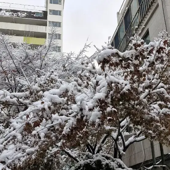 축구 친필싸인 카드 삽니다 (글숙지)