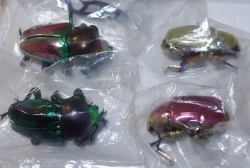 생물대도감 플라티나 코가네와 니지이로사슴벌레