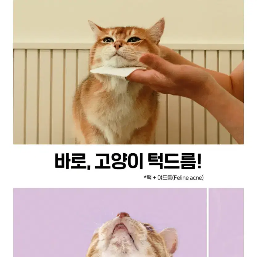 바이랩 캣피지클리너 고양이 턱드름 제거