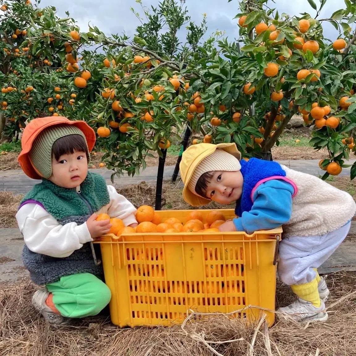 맛있는 저농약 감귤