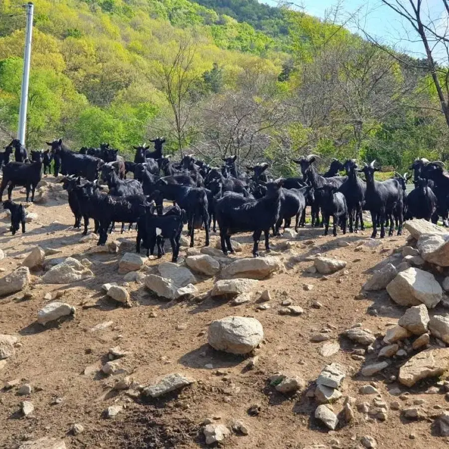 흑염소 진액