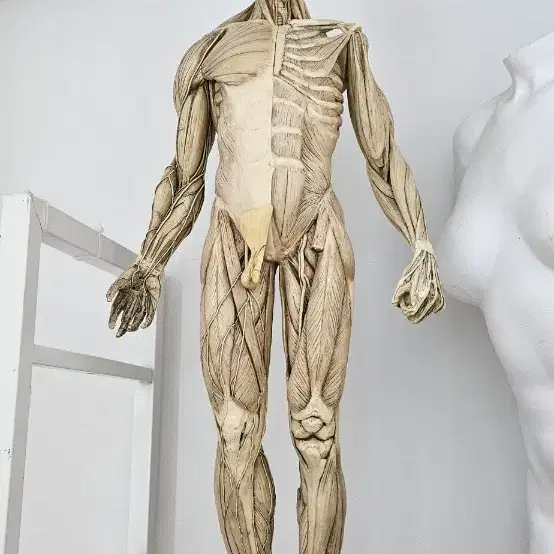 Anatomy Toos 한정판 정품 아나토미 피규어