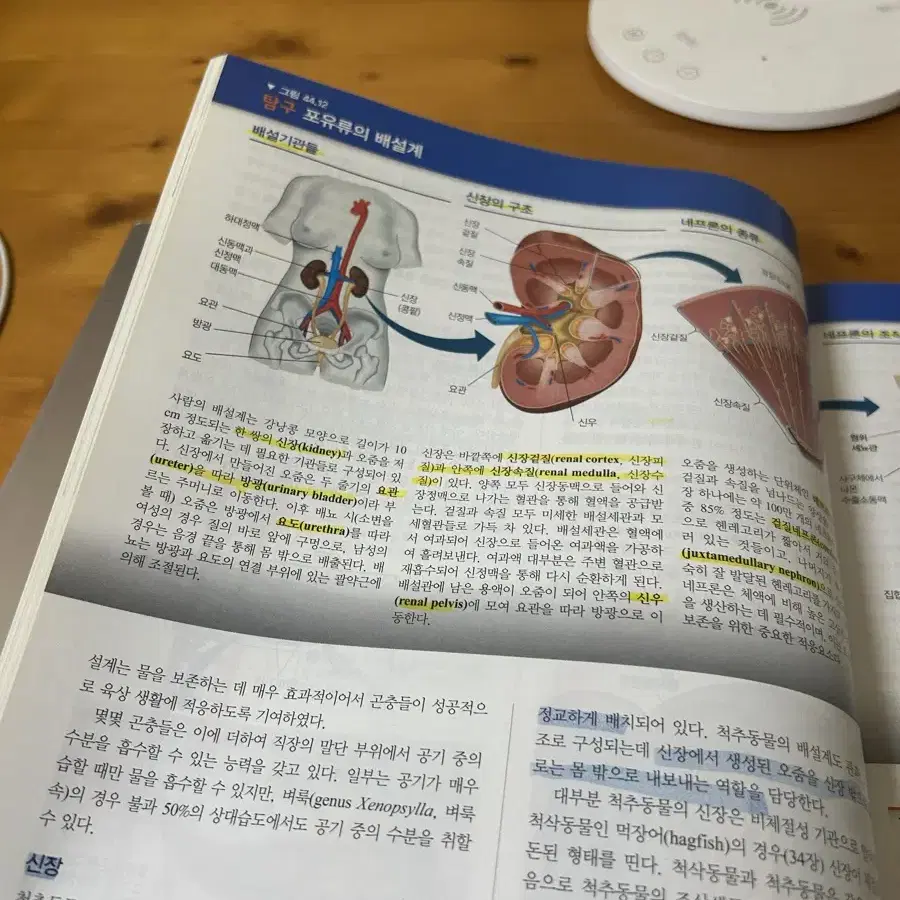 캠벨 생명과학 10판 (절판본)