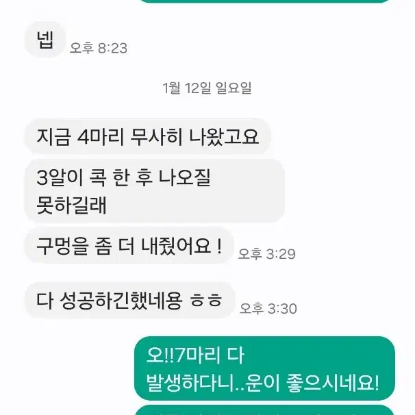 미니 메추리 알 종란 + 중국산 부화기 대여