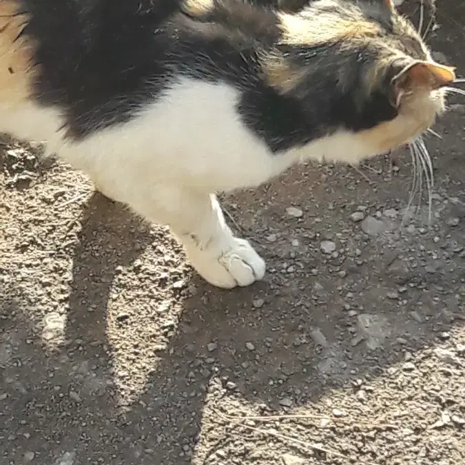 시골 길냥이 후원해주실분..