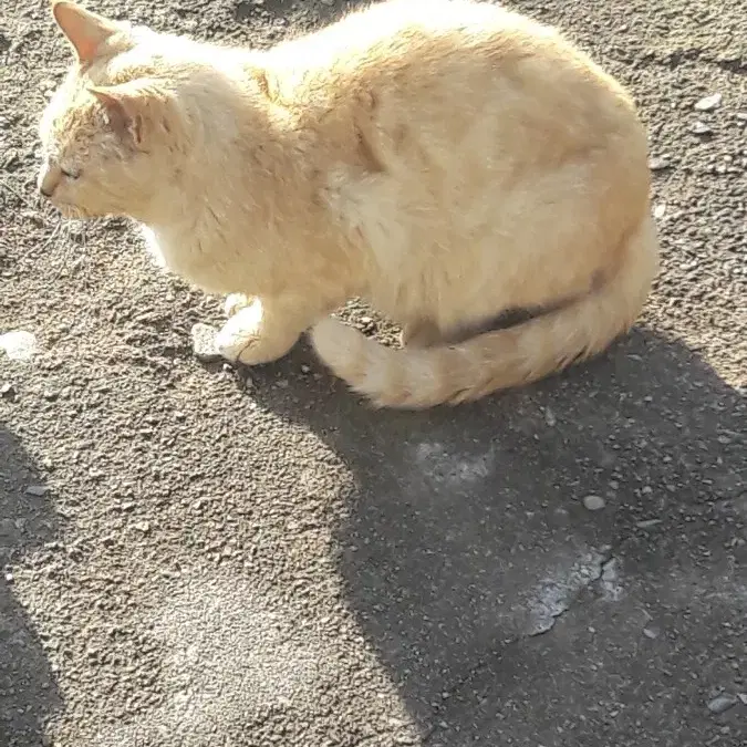 시골 길냥이 후원해주실분..