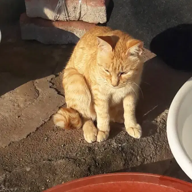 시골 길냥이 후원해주실분..