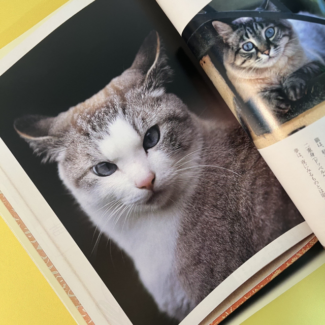 고양이 잡지 네코비요리 2005-09 반려동물 사진 화보 집사 네코 일본