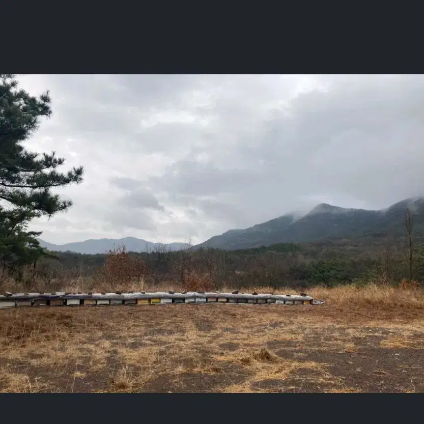 아버지가 직접농사하신 프로폴리스 원액100ml 착한가격에 건강챙기세요