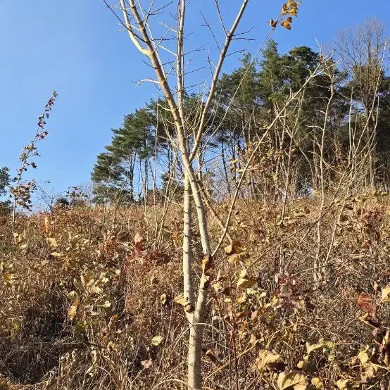 고로쇠나무