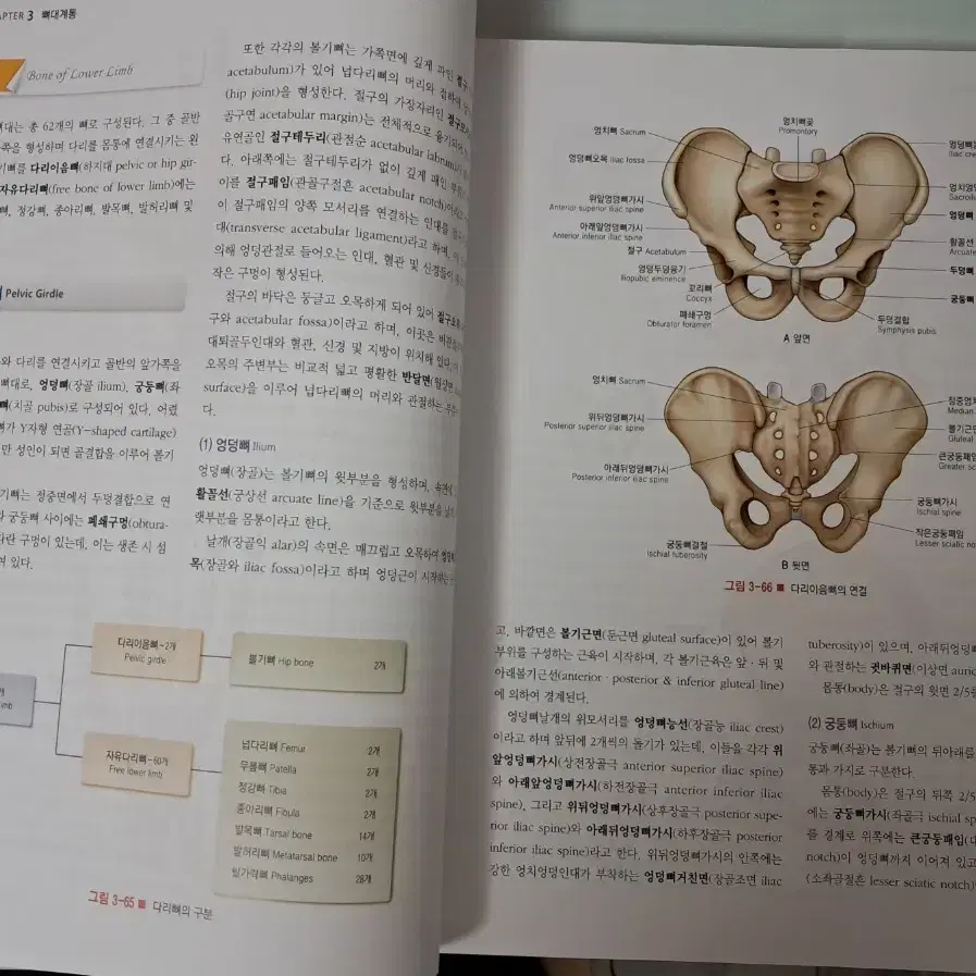 해부학 3판(학지사메디컬) 팝니다