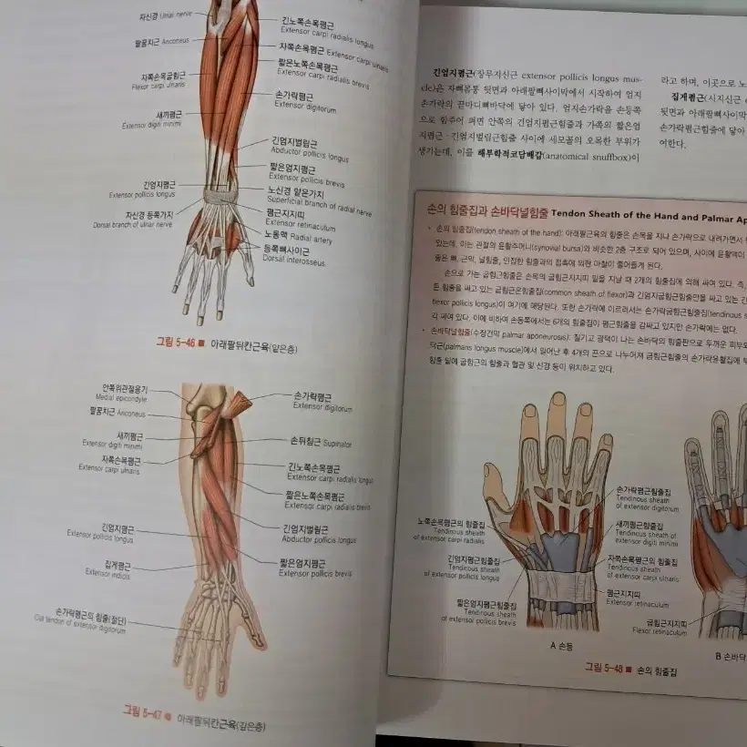 해부학 3판(학지사메디컬) 팝니다