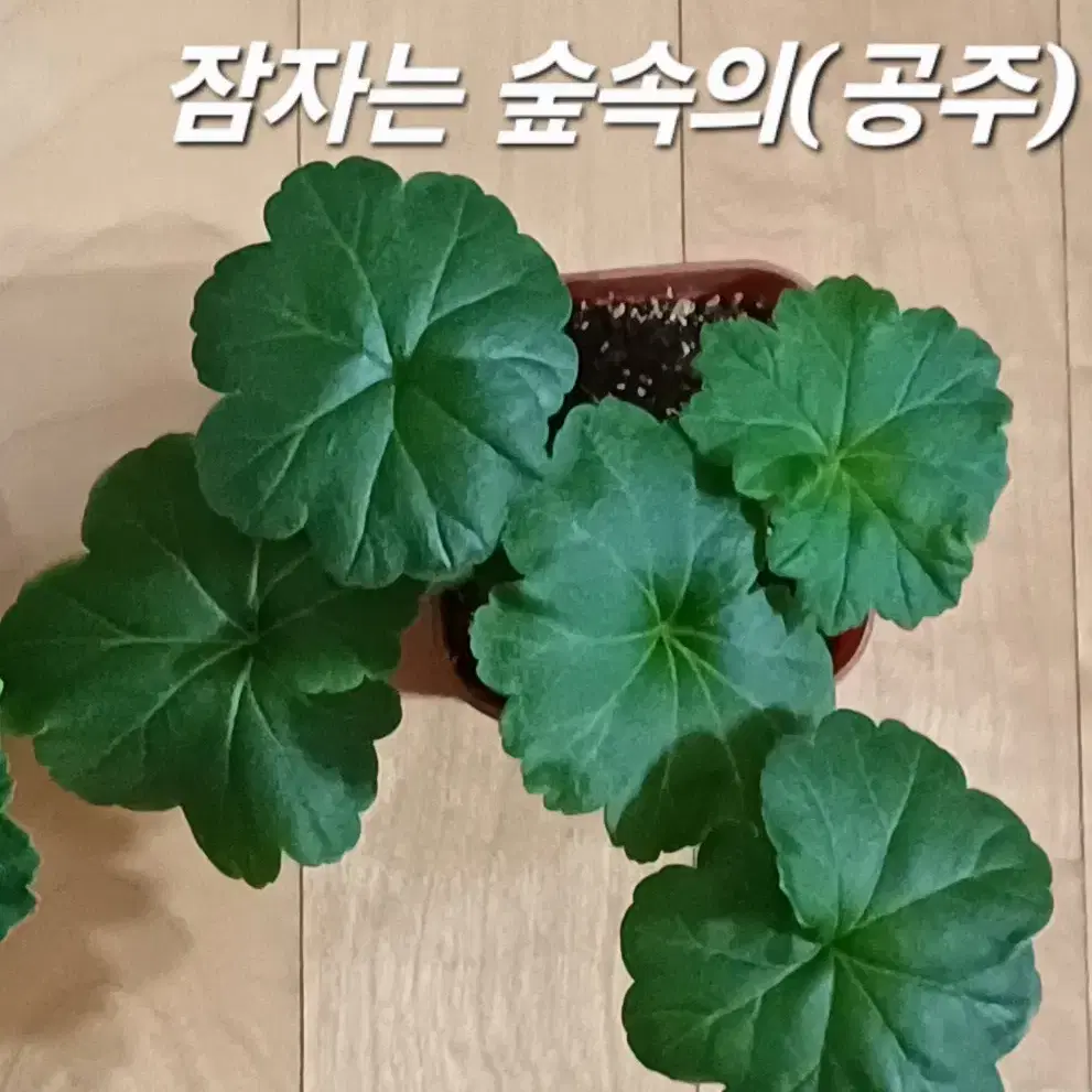 러시아제라늄 Ess 잠자는숲속의(공주 )