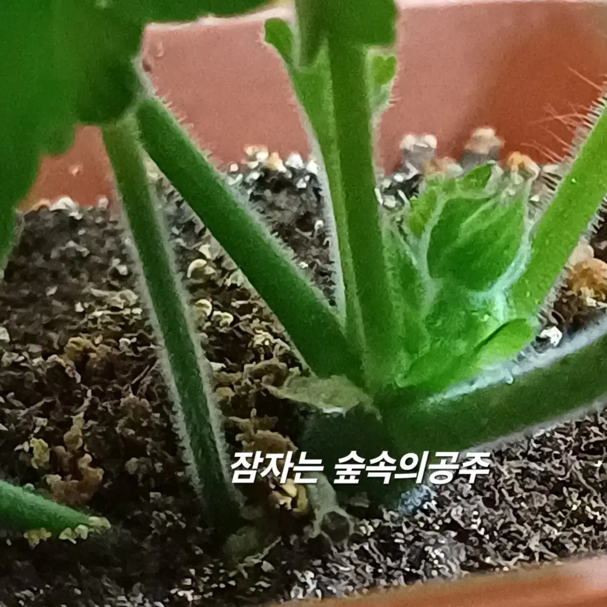 러시아제라늄 Ess 잠자는숲속의(공주 )