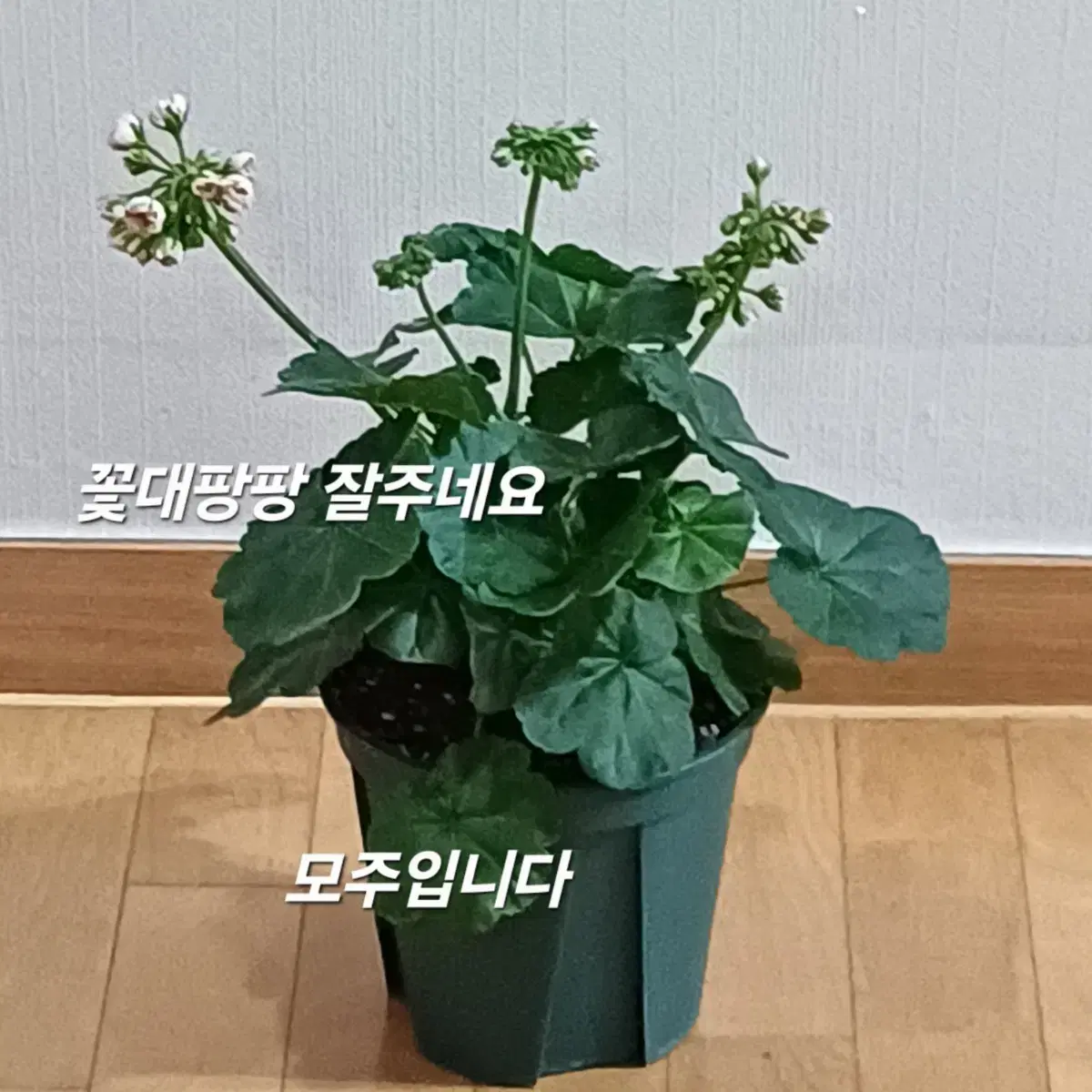 러시아제라늄 Ess 잠자는숲속의(공주 )