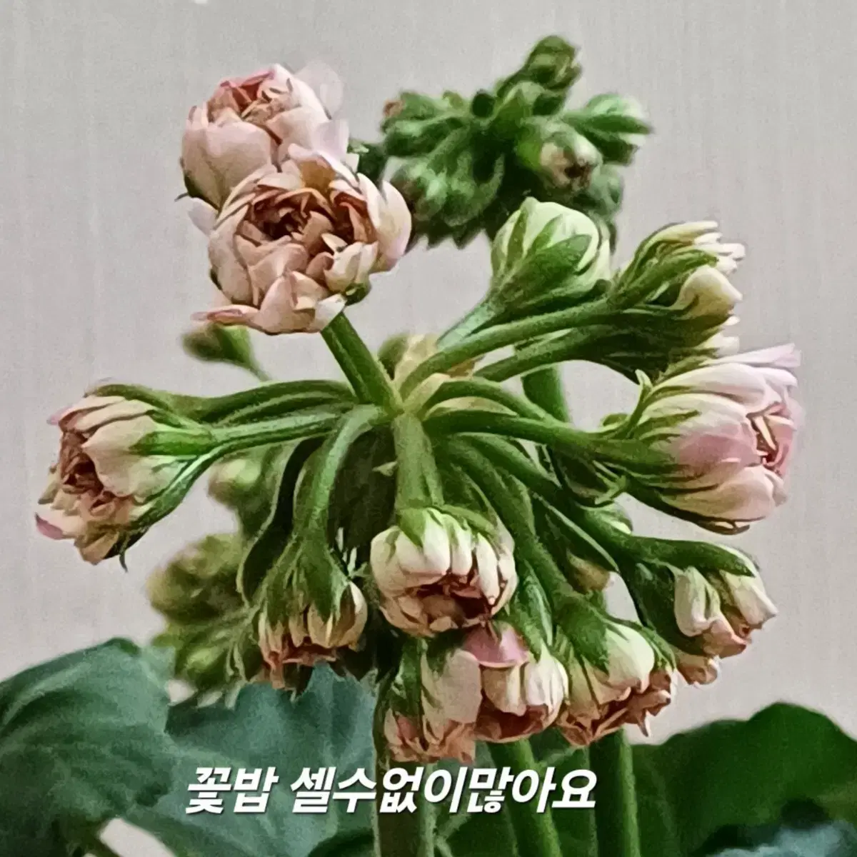 러시아제라늄 Ess 잠자는숲속의(공주 )