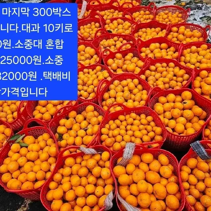 제주도 노지감귤 10키로 15000원