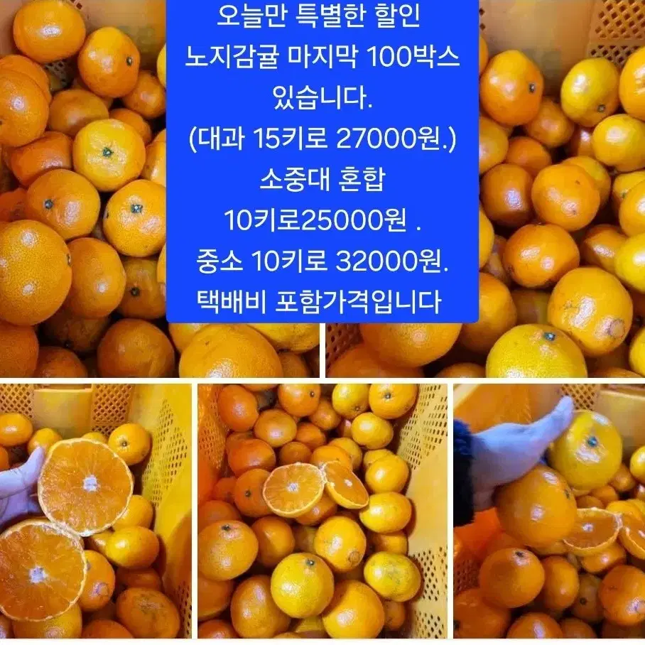 제주도 노지감귤 10키로 15000원