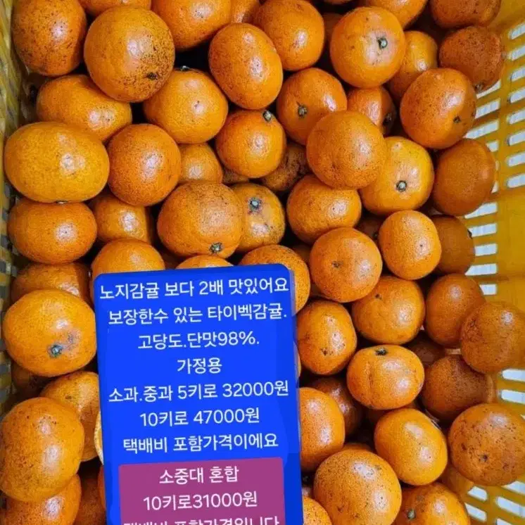 제주도 노지감귤 10키로 15000원