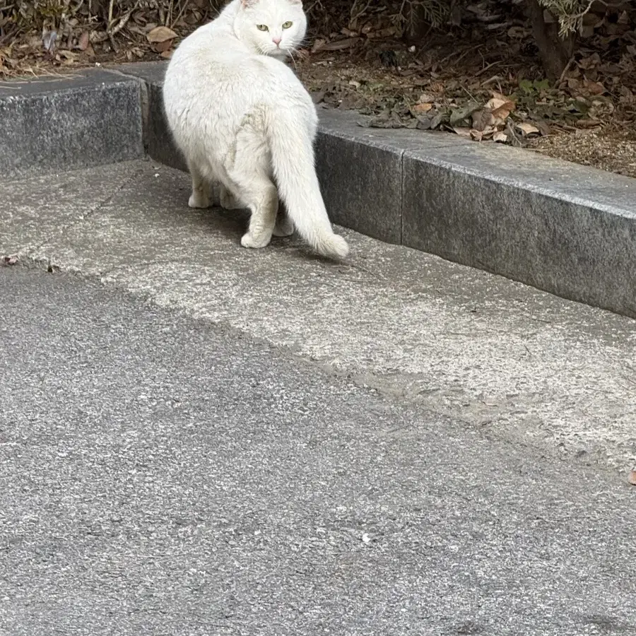 루시 광일 싸인 폴라로이드