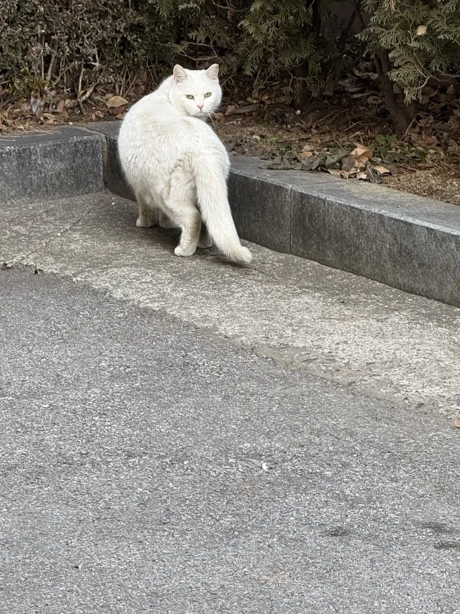 루시 광일 싸인 폴라로이드