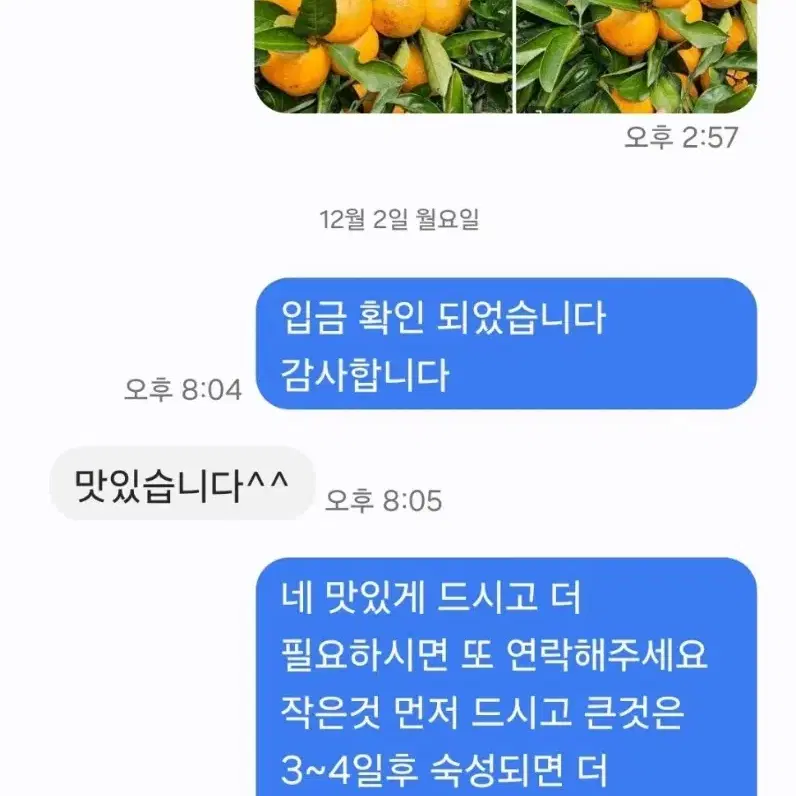 제주특산 노지감귤 10키로 15000원