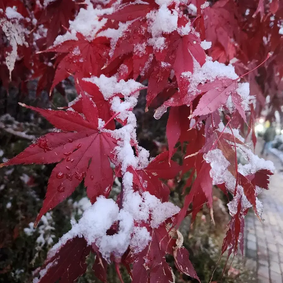 오티3장 결제용