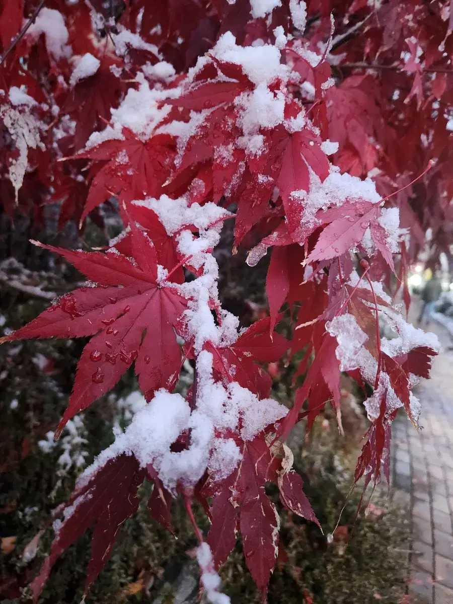 오티3장 결제용