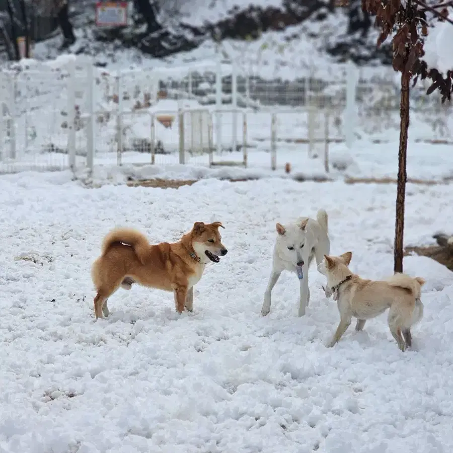 케이스티파이 공구 (30퍼 할인)