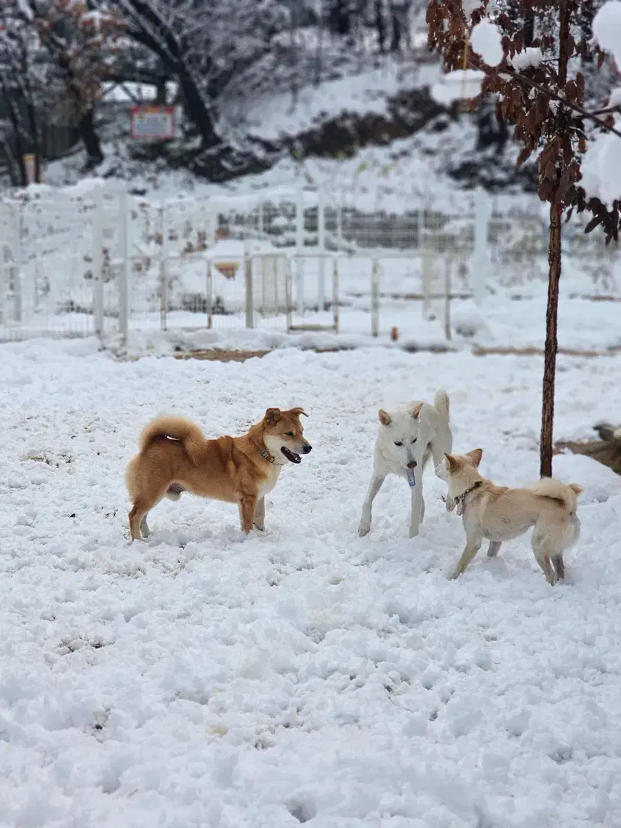 케이스티파이 공구 (30퍼 할인)