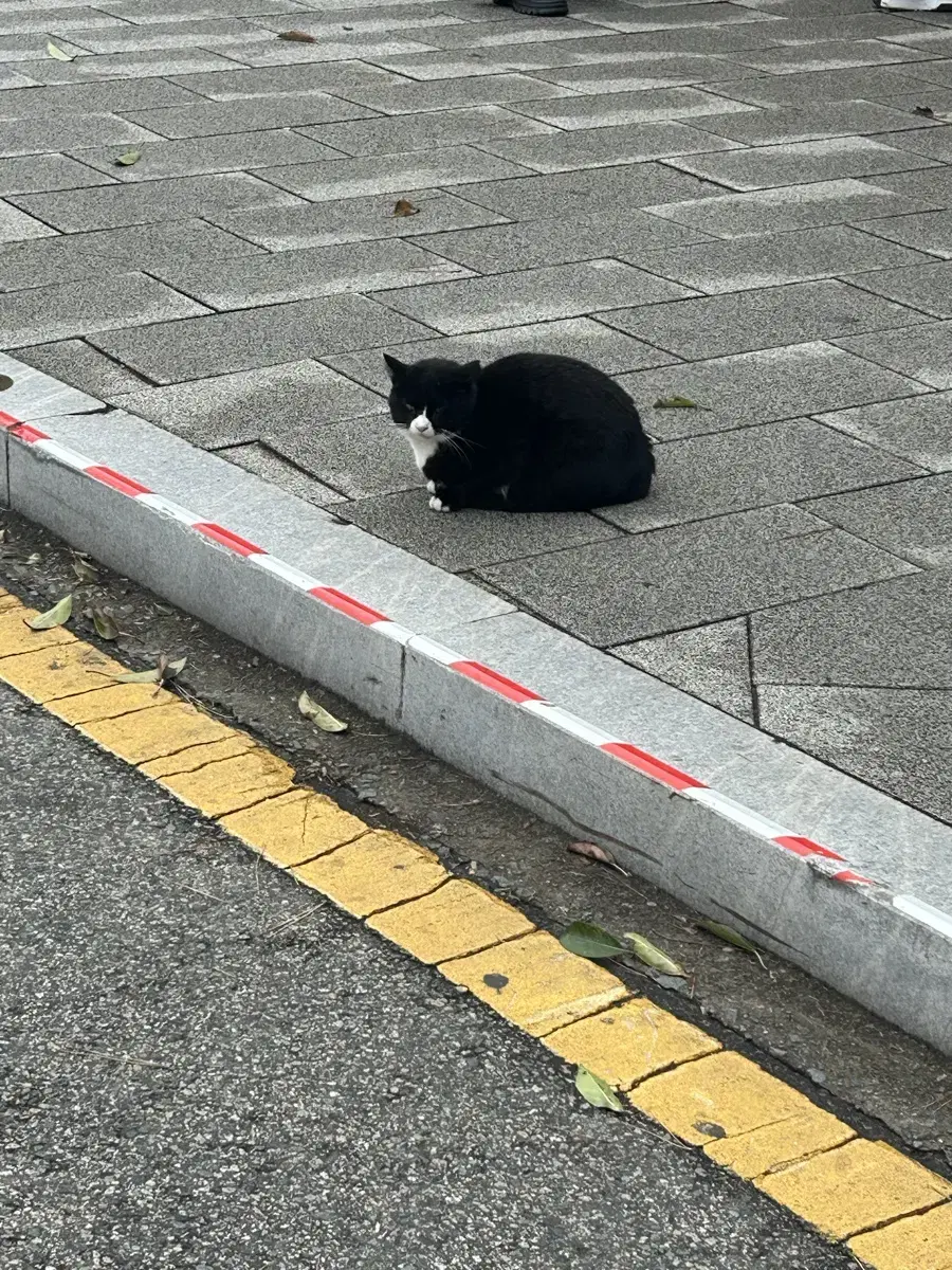 42056 레고 테크닉 포르쉐 gt3 판매합니다(분해해서 판매)