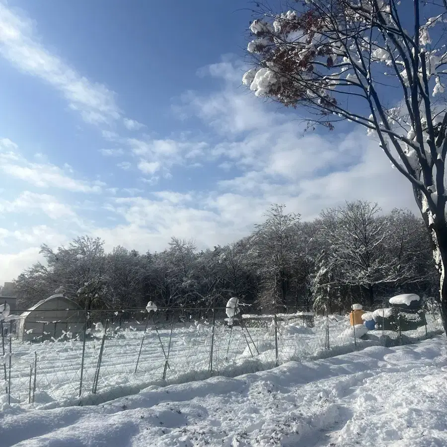 용평리조트 28평 빌라콘도 24-25 1박 크리스마스