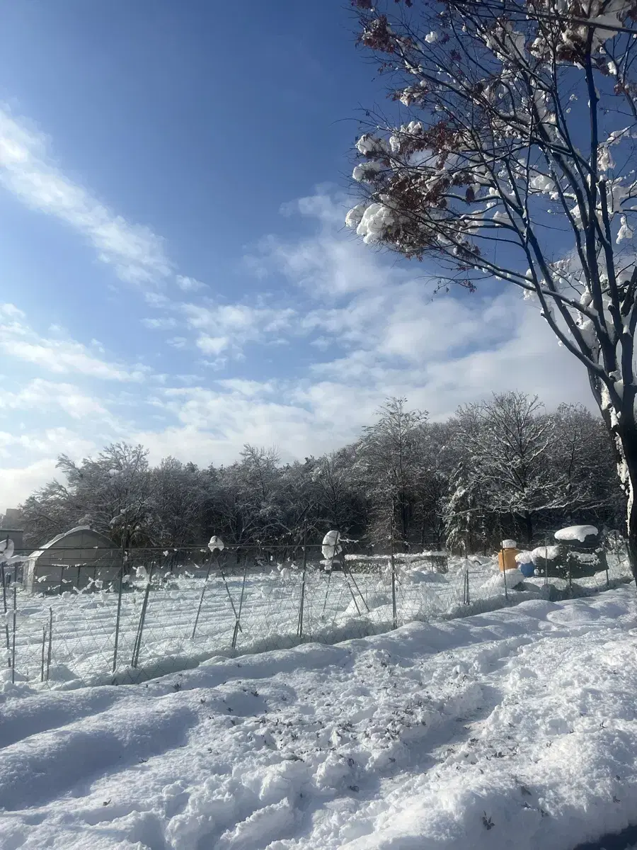 용평리조트 28평 빌라콘도 24-25 1박 크리스마스