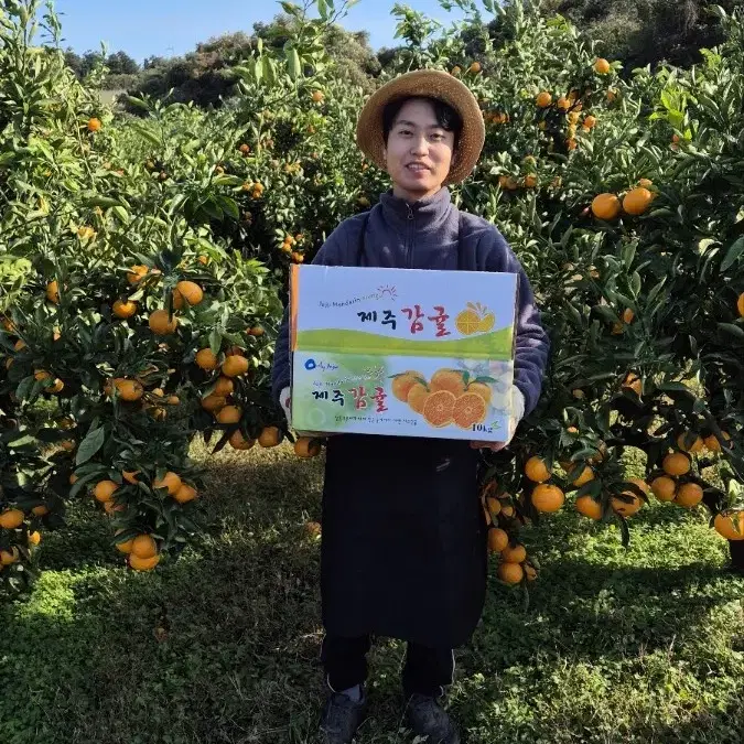 제주도 청년농부 맛있는 제주도 노지 감귤 당일수확