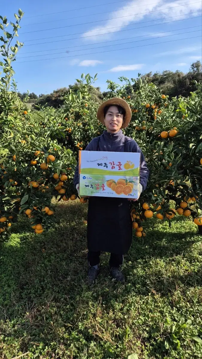 제주도 청년농부 맛있는 제주도 노지 감귤 당일수확